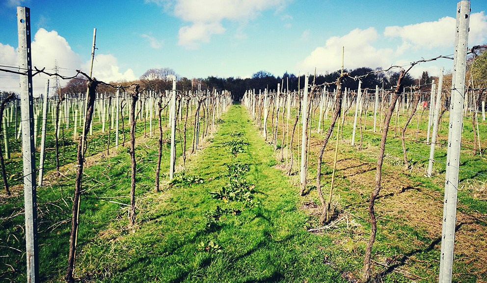Bolney Estate vineyard