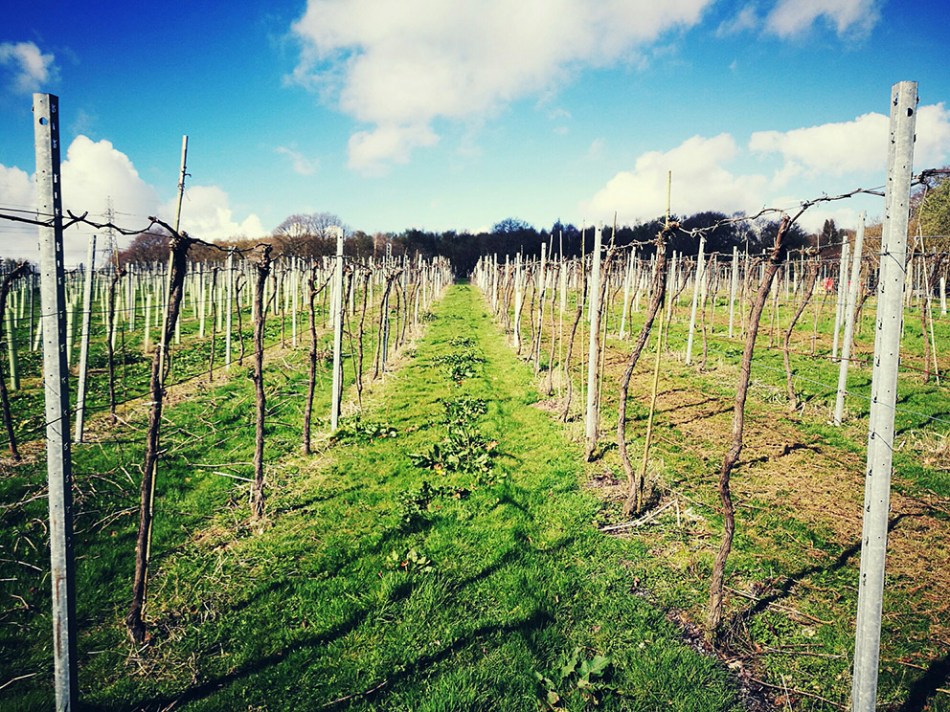Bolney Estate vineyard