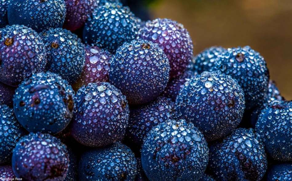 wine photographer of the year 2018