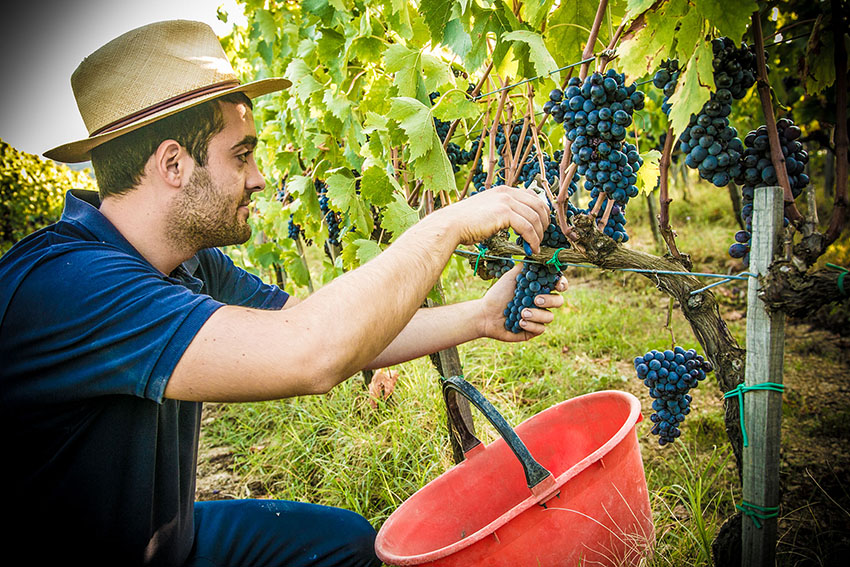 bosco del merlo wine ninjas