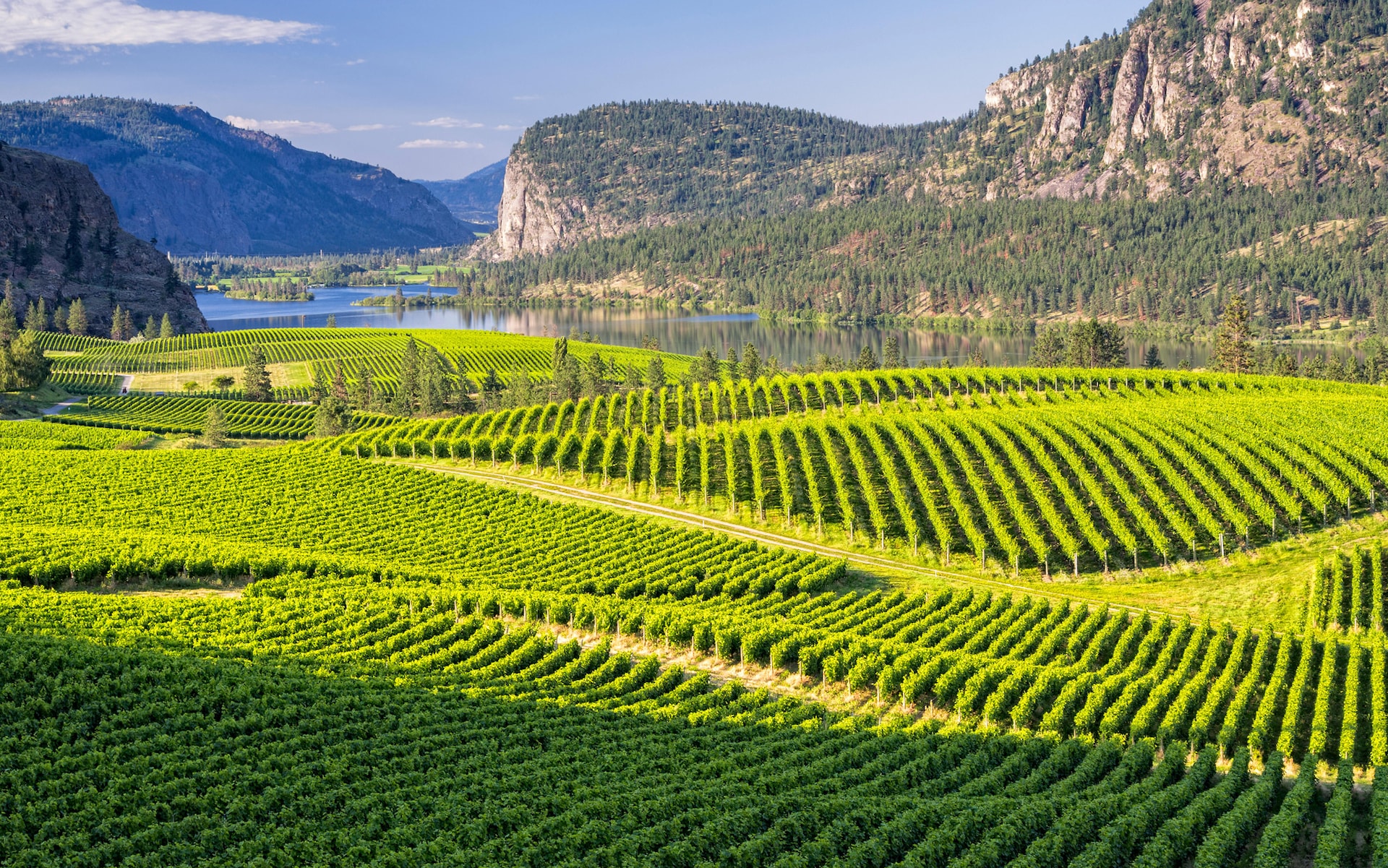 vineyard-okanagan-valley-canada